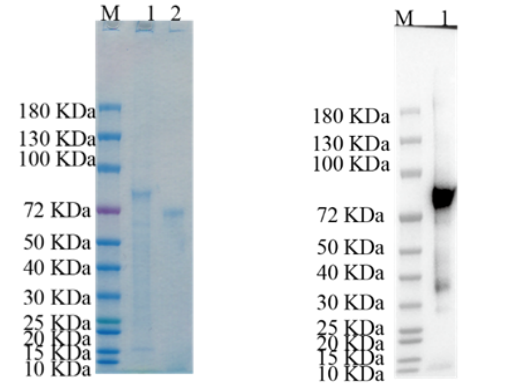 Reducing 4%-20% SDS-PAGE (CBB stained) and WB (Anti-His Mouse Monoclonal antibody) analysis profiles of purified SLITRK2.
1. SLITRK2: 1 μg
2. BSA: 1 μg